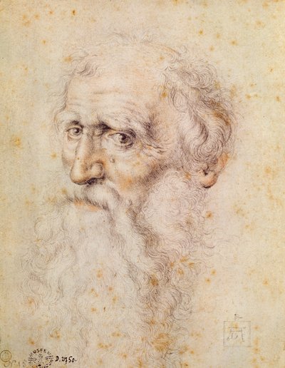 Portrait of a Bearded Old Man by Albrecht Dürer